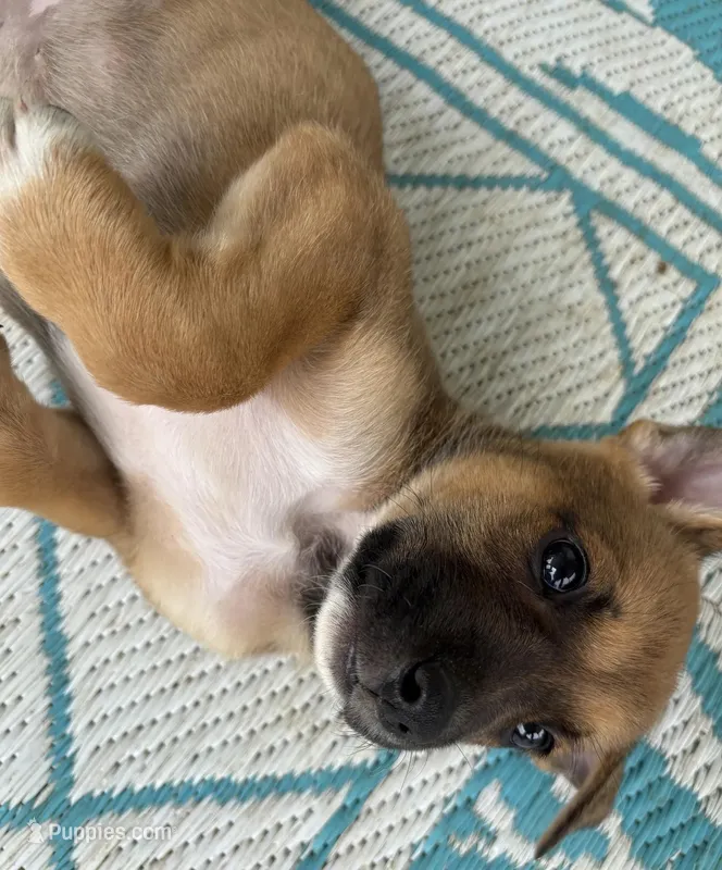 Stork  – German Shepherd Dog puppy for sale in Proctorsville, VT