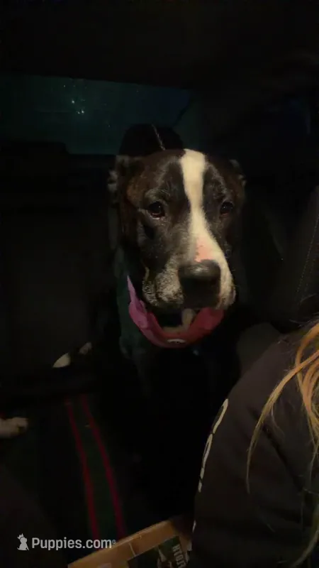 Roxie  – American Pit Bull Terrier puppy for sale in Proctorsville, VT