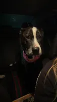 Roxie , a female American Pit Bull Terrier for sale in Proctorsville, VT – 1 of 2