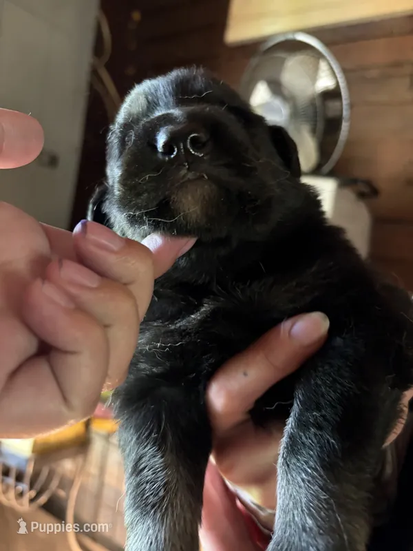 Zeus – German Shepherd Dog puppy for sale in Proctorsville, VT