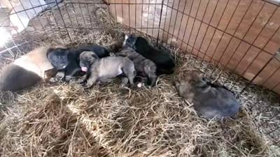 Dumbledoor, a male Belgian Malinois and German Shepherd Dog for sale in Proctorsville, VT – 4 of 4