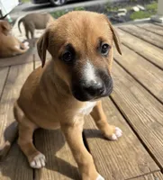 Ziva, a female German Shepherd Dog for sale in Proctorsville, VT – 1 of 1