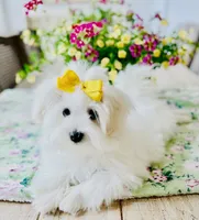 Isabella , a female Coton de Tulear for sale in Walterboro, SC – 4 of 7