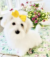Isabella , a female Coton de Tulear for sale in Walterboro, SC – 5 of 7