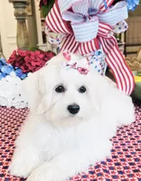 Isabella , a female Coton de Tulear for sale in Walterboro, SC – 4 of 7