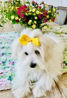 Isabella , a female Coton de Tulear for sale in Walterboro, SC – 7 of 7