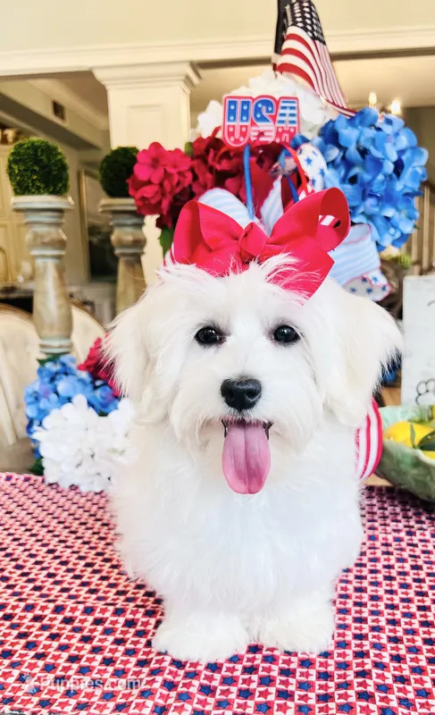 Isabella  – Coton de Tulear puppy for sale in Walterboro, SC
