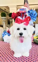 Isabella , a female Coton de Tulear for sale in Walterboro, SC – 1 of 7