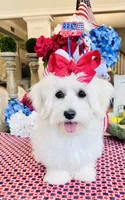 Isabella , a female Coton de Tulear for sale in Walterboro, SC – 3 of 7