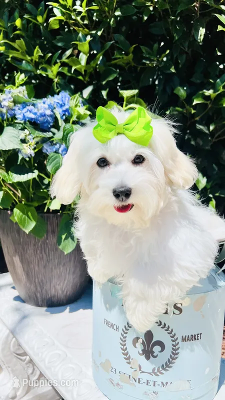 Isabella  – Coton de Tulear puppy for sale in Walterboro, SC
