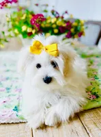 Isabella , a female Coton de Tulear for sale in Walterboro, SC – 2 of 7