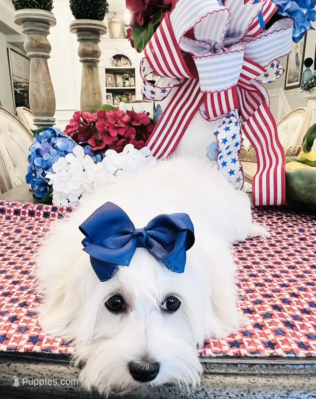 Isabella  – Coton de Tulear puppy for sale in Walterboro, SC