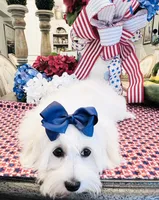 Isabella , a female Coton de Tulear for sale in Walterboro, SC – 6 of 7