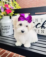 Isabella , a female Coton de Tulear for sale in Aiken, SC – Photo 8 of 8