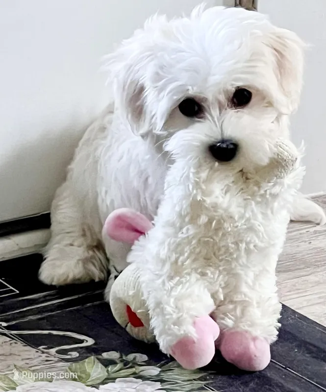 Isabella  – Coton de Tulear puppy for sale in Walterboro, SC