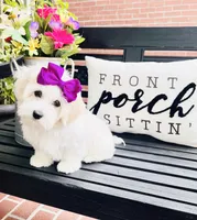 Isabella , a female Coton de Tulear for sale in Aiken, SC – Photo 6 of 8