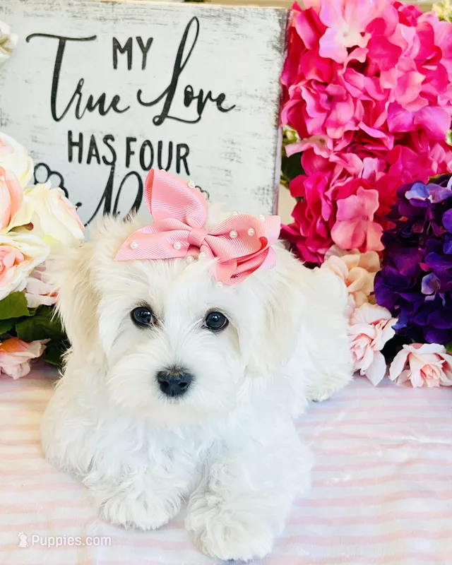 Isabella  – Coton de Tulear puppy for sale in Walterboro, SC