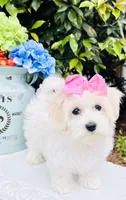 Isabella , a female Coton de Tulear for sale in Aiken, SC – Photo 3 of 8