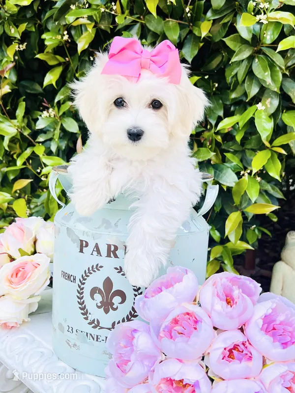 Isabella  – Coton de Tulear puppy for sale in Aiken, SC