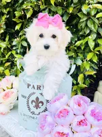 Isabella , a female Coton de Tulear for sale in Aiken, SC – Photo 1 of 8