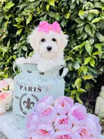 Isabella , a female Coton de Tulear for sale in Aiken, SC – Photo 2 of 8