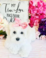 Isabella , a female Coton de Tulear for sale in Aiken, SC – Photo 7 of 8