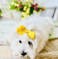 Isabella , a female Coton de Tulear for sale in Walterboro, SC – 3 of 7