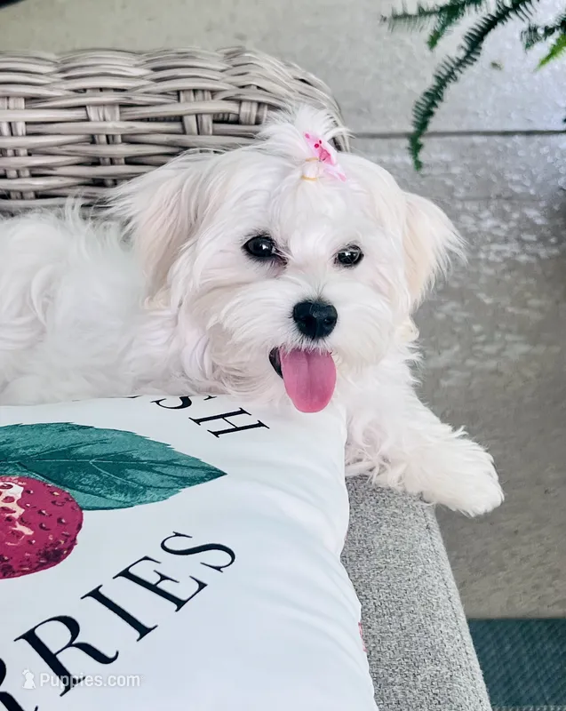 Isabella  – Coton de Tulear puppy for sale in Walterboro, SC