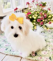 Isabella , a female Coton de Tulear for sale in Walterboro, SC – 6 of 7
