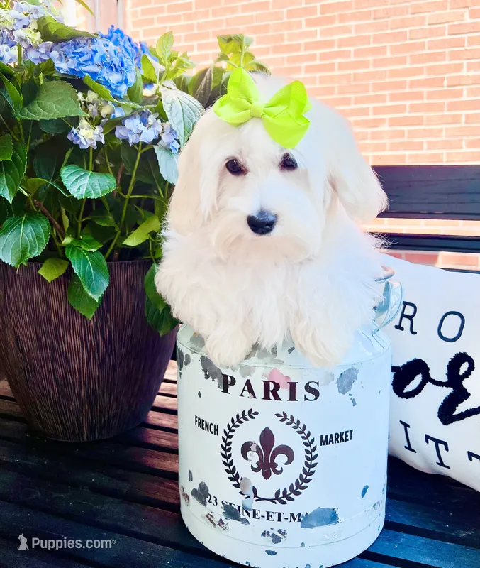 Isabella  – Coton de Tulear puppy for sale in Walterboro, SC