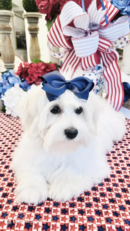 Isabella  – Coton de Tulear puppy for sale in Walterboro, SC