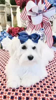 Isabella , a female Coton de Tulear for sale in Walterboro, SC – 7 of 7