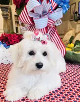Isabella , a female Coton de Tulear for sale in Walterboro, SC – 5 of 7