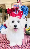 Isabella , a female Coton de Tulear for sale in Walterboro, SC – 2 of 7