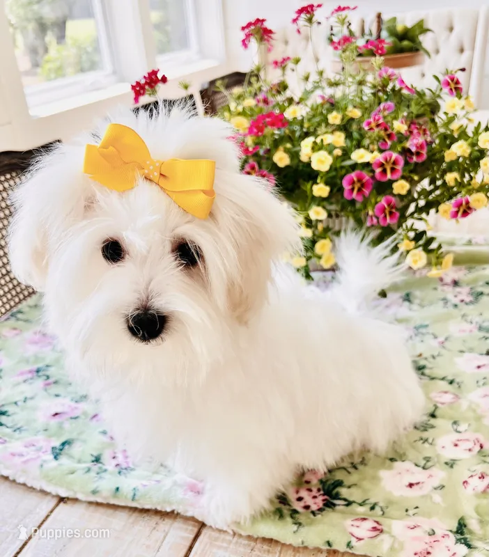 Isabella  – Coton de Tulear puppy for sale in Walterboro, SC