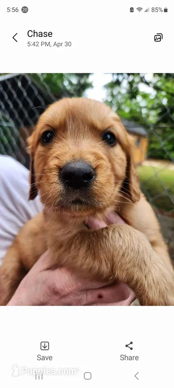 Moose – Golden Retriever puppy for sale in Lexington, NC