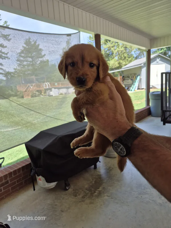 Bear – Golden Retriever puppy for sale in Lexington, NC