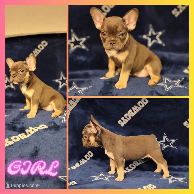 Bunny – French Bulldog puppy for sale in Alvarado, TX