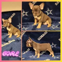 Bunny, a female French Bulldog for sale in Alvarado, TX – 1 of 1