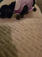 Leana, a female Dachshund for sale in Wellton, AZ – Photo 2 of 5