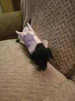 Leana, a female Dachshund for sale in Wellton, AZ – Photo 5 of 5