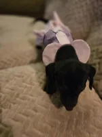 Leana, a female Dachshund for sale in Wellton, AZ – Photo 4 of 5