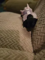 Leana, a female Dachshund for sale in Wellton, AZ – Photo 3 of 5