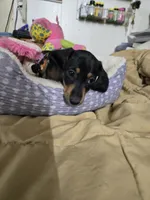 Casey, a male Dachshund for sale in Wellton, AZ – 4 of 4