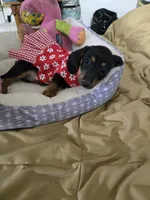 Candy girl, a female Dachshund for sale in Wellton, AZ – 7 of 8