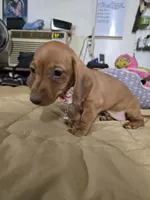 Cinnimon, a female Dachshund for sale in Wellton, AZ – 2 of 8
