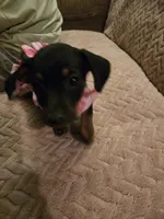 Lola, a female Dachshund for sale in Wellton, AZ – Photo 2 of 4