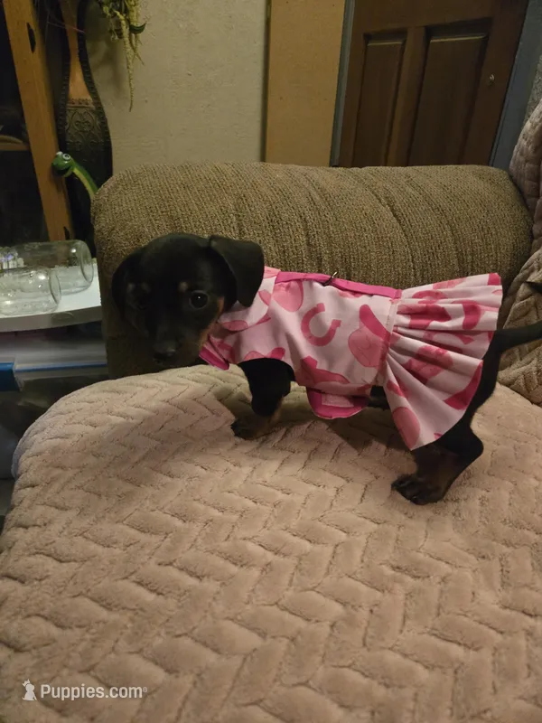 Lola – Dachshund puppy for sale in Wellton, AZ