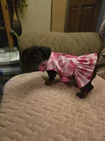 Lola, a female Dachshund for sale in Wellton, AZ – Photo 1 of 4