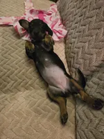 Lola, a female Dachshund for sale in Wellton, AZ – Photo 3 of 4